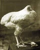 Mike the Chicken