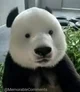 Browless Panda