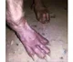 The paws 