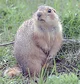 Gopher