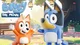 Bluey TF 