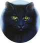 Hollyleaf