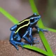 Poison dart frog