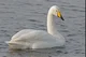 Whooper swan 