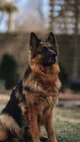 German Shepherd 