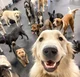 JOB Dog Daycare