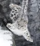 snow leopard