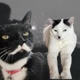 Kitler and Meowseph