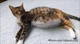 Alien pregnancy cat