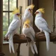 Cockatiel family