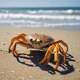 Coastal crab