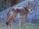 Coyote 