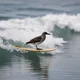 Surfin bird