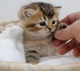 Tiny Kitten