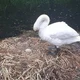 Swan