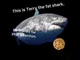 Terry The fat shark