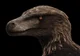 Utahraptor