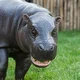 Pygmy Hippopotamus