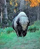 Bison