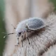 Fluffy bug