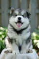 dog malamute alaskan