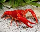 Your pet lobster