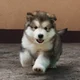 alaskan malamute