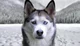 Siberian Husky