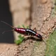 Crawling earwig 