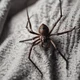 Tricky bed spider 