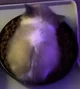 Wiwiwiwiwi cat