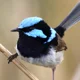 Superb Fairywren