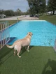 Dog TF pool 