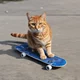 Cool Cat