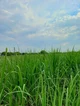 Tall grass