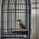 Caged tiny bird