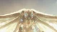 Mothra Reborn