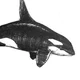Orca life 