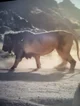 Aggressive lion