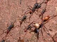 Army ant