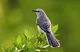 Mockingbird 