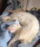 Pet ferret