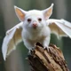 White bat pet