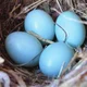 Robin eggs