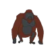 Maurice Orangutan