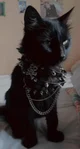 -warr1or catz-