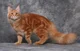 Warrior Cats