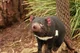 Tasmanian Devil