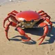 Pinchy crab
