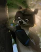 Rj raccoon 